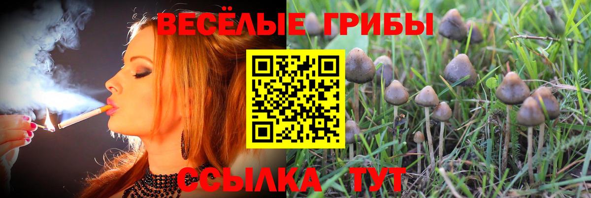 Галлюциногенные грибы Psilocybine cubensis  Вход с VPN  даркнет сайт  Можга 
